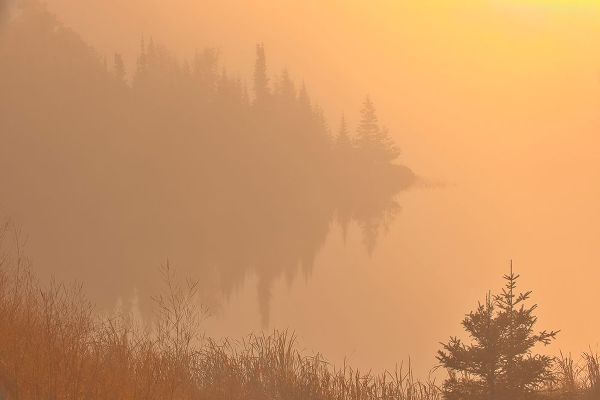 Canada-Manitoba-Whiteshell Provincial Park-Trees and fog at sunrise at Lyons Lake